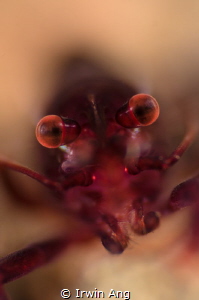 F O C U S
Purple Shrimp (Periclimenes)
Anilao, Philippi... by Irwin Ang 